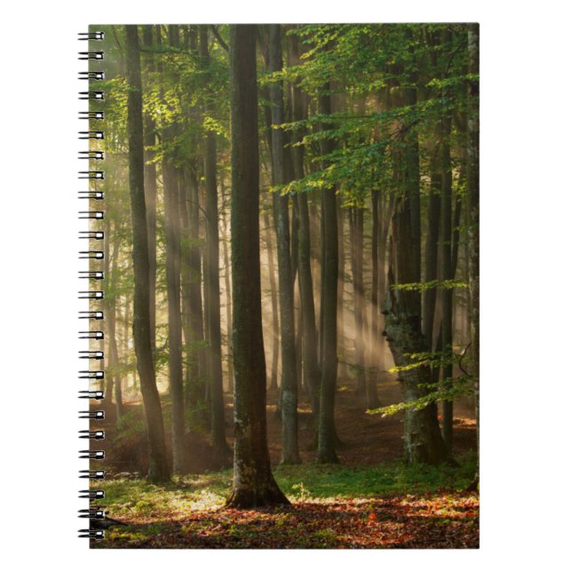 Cuaderno Bosques | Bosque otoñal (Frente)