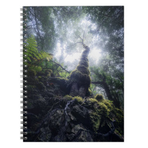 Cuaderno Bosques   Parque rural de Anaga Islas Canarias