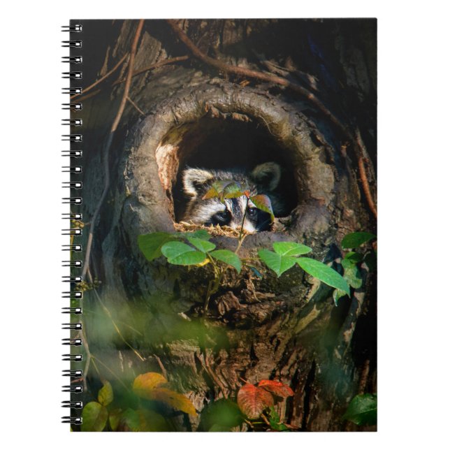 Cuaderno Bosques | Raccoon Peeking (Frente)