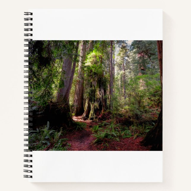 Cuaderno Bosques | Redwood Forest California (Anverso)