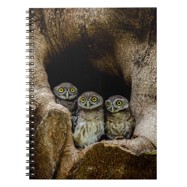 Cuaderno Bosques | Tres lechuzas con aspecto (Frente)