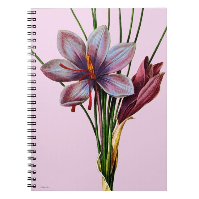 Cuaderno Botánica: Azafrán (Frente)