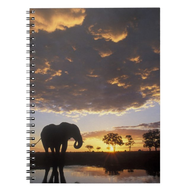 Cuaderno Botsuana, Parque Nacional Chobe, elefante (Frente)