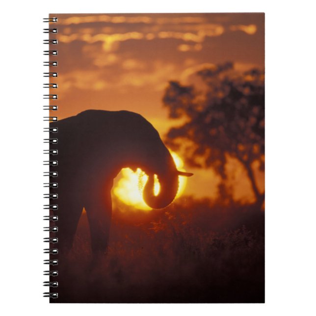 Cuaderno Botsuana, Parque Nacional Chobe, Elefante macho (Frente)