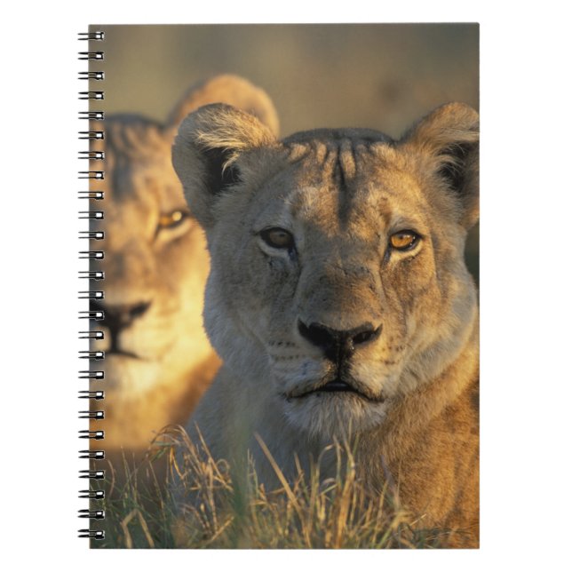 Cuaderno Botsuana, Parque Nacional Chobe, Leonas (Frente)