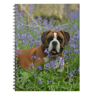 Cuaderno Boxeador que pone en Bluebells
