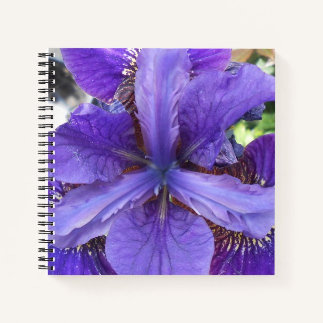 Cuaderno Brandeis (Anverso)