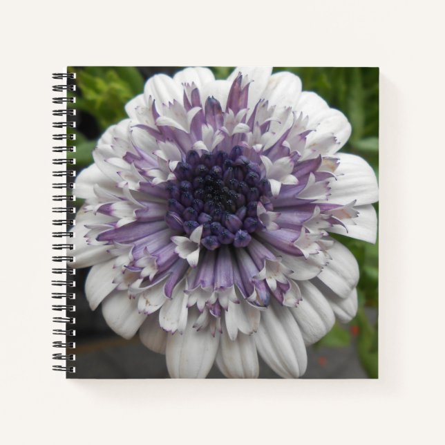 Cuaderno Brett (Anverso)