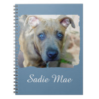 Brindle Pit Bull con una foto de Shirley Taylor