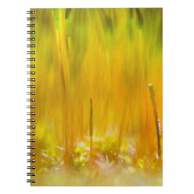 Cuaderno Brotes de colores (Frente)