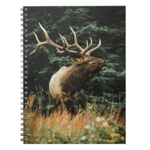 CUADERNO BROWN DEER ON GREEN GRASS DURANTE EL DÍA