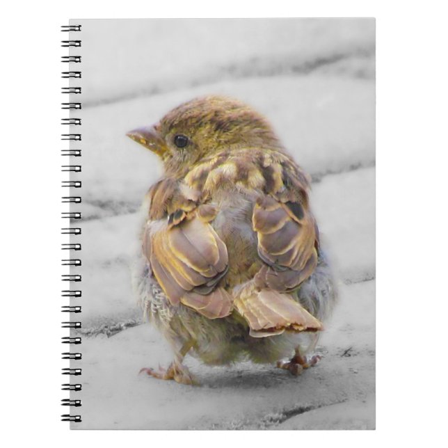 Cuaderno Brown Sparrow (Frente)