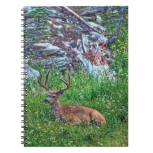 Cuaderno Buck de cama