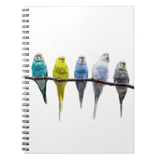 Cuaderno Budgies