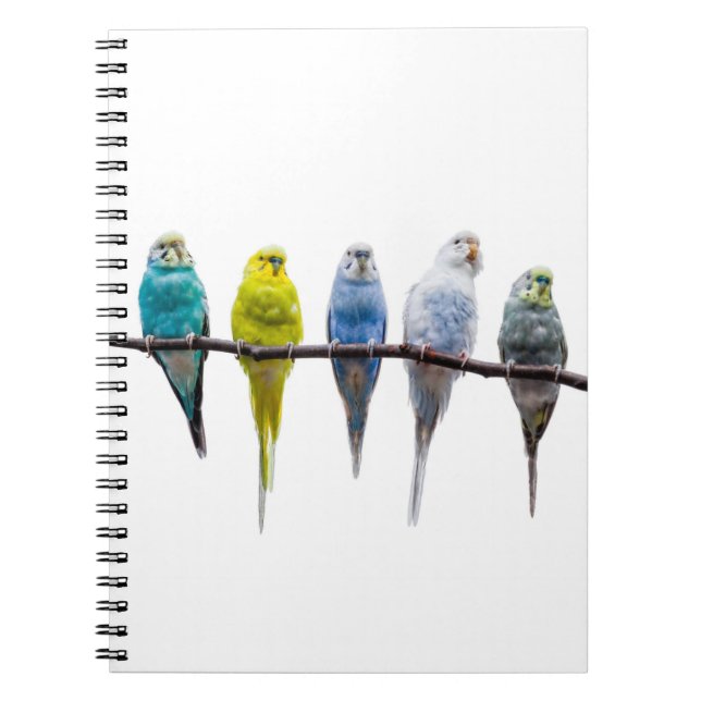 Cuaderno Budgies (Frente)