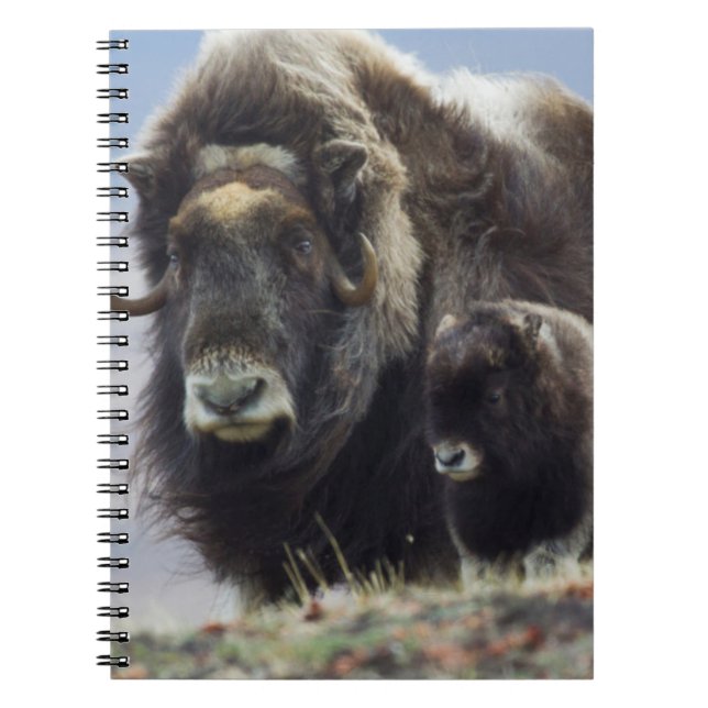 Cuaderno Buey Almizclero con Ternero (Frente)