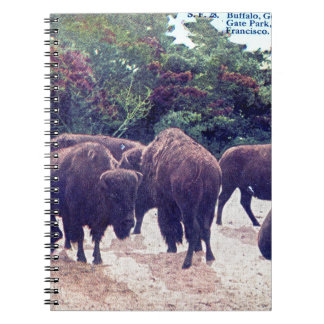 Cuaderno Búfalo en postal del vintage de Golden Gate Park