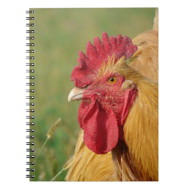 Cuaderno Buff Rooster (Frente)