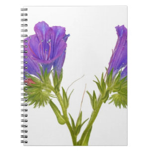 Cuaderno Bugloss púrpura de las víboras (plantagineum del