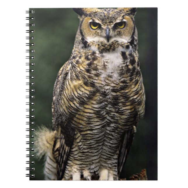 Cuaderno Búho Americano (Bubo virginianus), cuerpo completo (Frente)