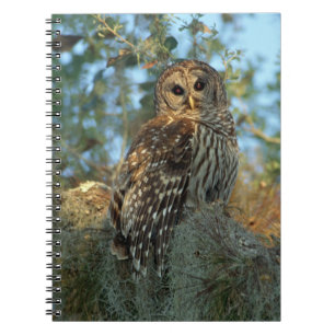 Cuaderno Búho barrado en reposo en algún musgo español