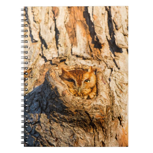 Cuaderno Búho chillón oriental (Frente)