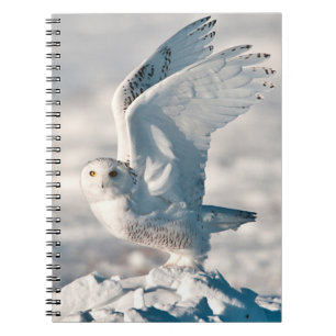 Cuaderno Búho nival despegando de la nieve