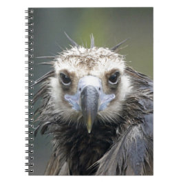Cuaderno Buitre de fraile