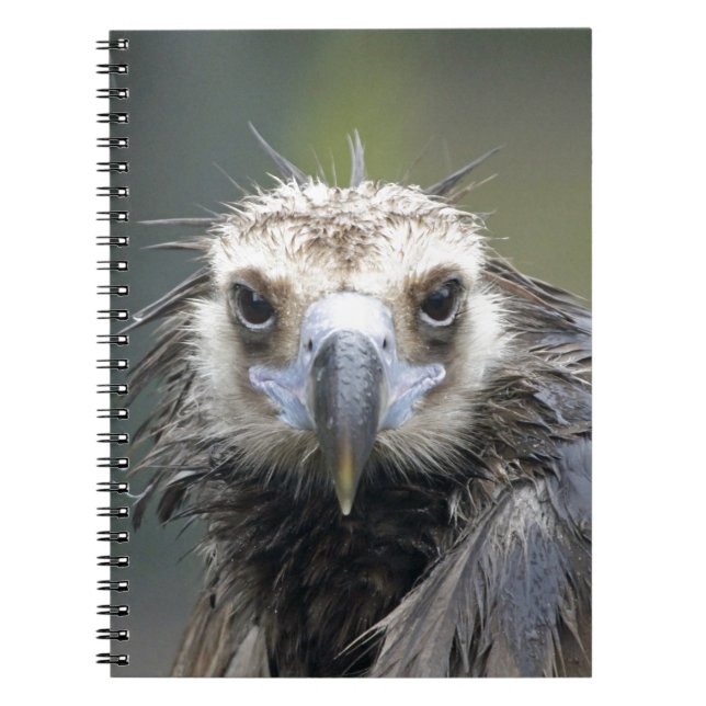 Cuaderno Buitre de fraile (Frente)