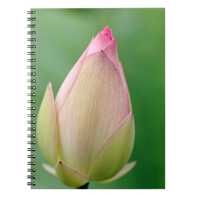 Cuaderno Bulbo de Nenúfar sin abrir, Jardín Botánico de Dur (Frente)