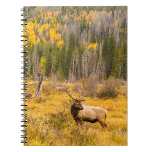 Cuaderno Bull Elk Rocky Mountain National Park Colorado
