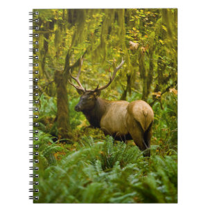 Cuaderno Bull Roosevelt Elk