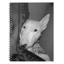 Bull Terrier Inglés Acurrucado Debajo de una Manta