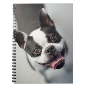 Cuaderno Bulldog francés de las imágenes el de Getty
