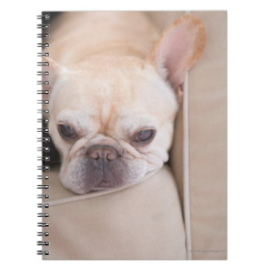 Cuaderno Bulldog francés descansando en el sofá