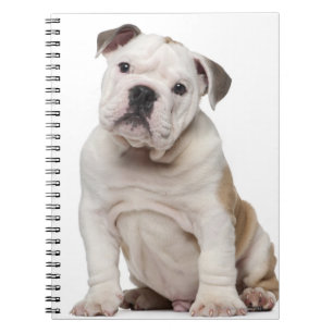 Cuaderno Bulldog inglés cachorro (2 meses de edad)