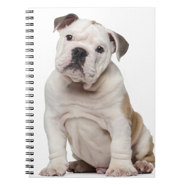 Cuaderno Bulldog inglés cachorro (2 meses de edad) (Frente)