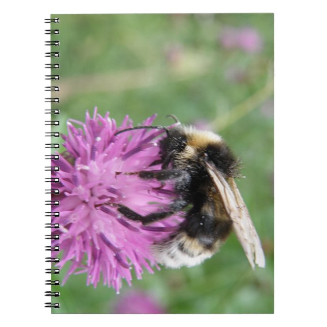 Cuaderno Bumbleabe en un portátil Thistle (Frente)