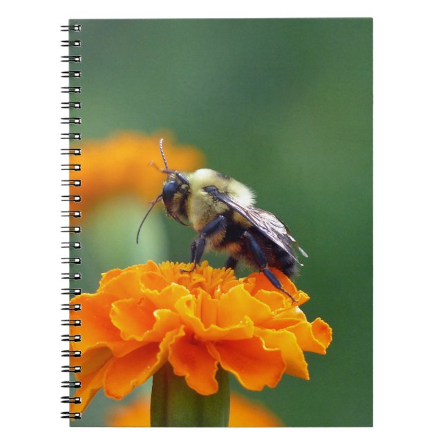 Cuaderno Busy Bee (Frente)
