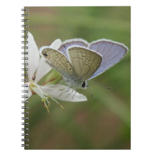 Cuaderno Butterfy azul marino en la floración de Gaura