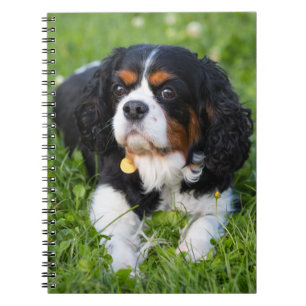 Cuaderno Caballero Tri Color King Charles Spaniel Dog