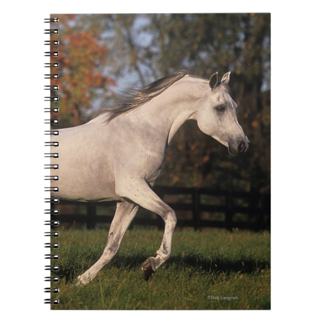 Cuaderno Caballo árabe: Otoño 2 (Frente)