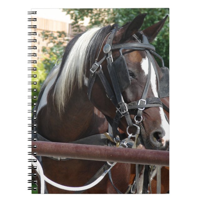 Cuaderno Caballo Buggy Bay Pinto Amish (Frente)