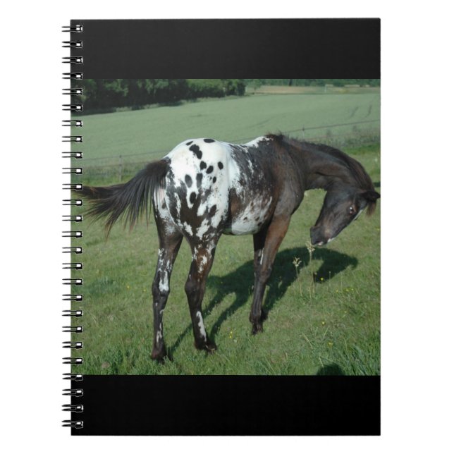 Cuaderno Caballo de Appaloosa (Frente)