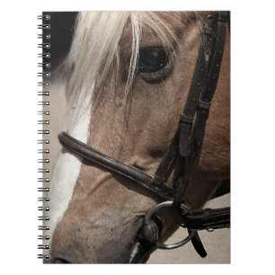 Cuaderno Caballo de Palomino en Bridle