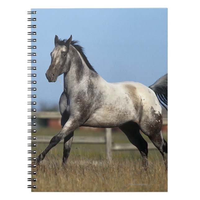Cuaderno Caballo del Appaloosa que corre 3 (Frente)