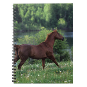 Cuaderno Caballo excelente que se coloca en flores