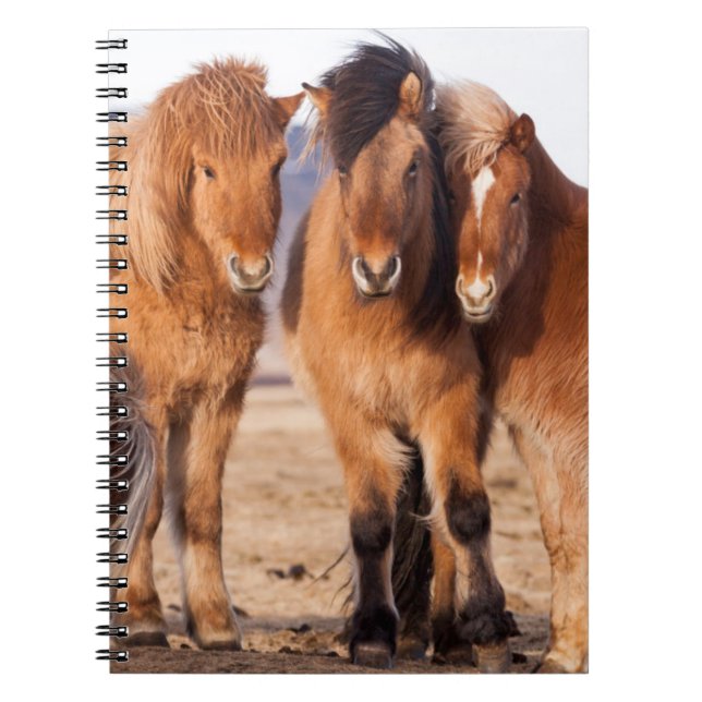 Cuaderno Caballo islandés durante el invierno (Frente)