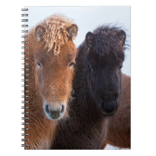 Cuaderno Caballo islandés durante el invierno en Islandia