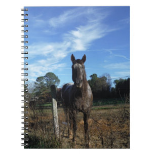 Cuaderno Caballo marrón de chocolate lechoso en azul